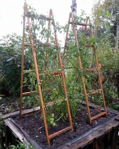 several wooden trelliss with tomatoes growing on them in an outdoor vegetable garden area