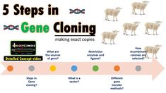 the five steps in gene clotting are shown with different colors and sizes, including sheep