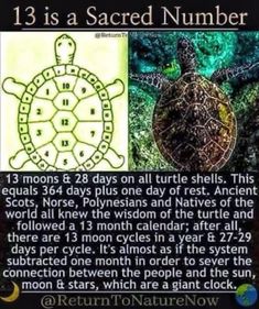 an image of a turtle with the caption 13 is a sacred number