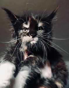 a black and white kitten is being held by someone