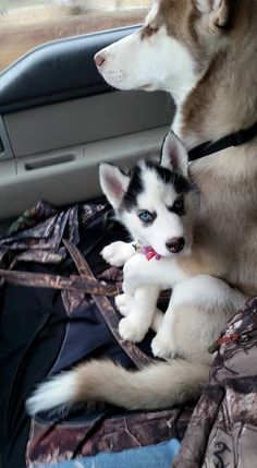 two husky dogs sitting in the back seat of a car with their paws on each other