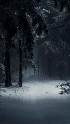 a dark forest with snow on the ground and trees in the foreground at night