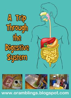 a book cover with an image of a man's stomach and the words, a trip through the digest system