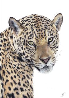 a drawing of a leopard looking at the camera