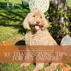 Thanksgiving Tips for Pet Owners Thanksgiving Tips, Therapy Dog Training, Excited Dog, Holiday Chaos, Puppy Stages, Holiday Decor Thanksgiving, Emotional Support Animal, Free Thanksgiving, Hosting Guests