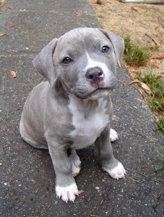 a gray dog sitting on top of a sidewalk