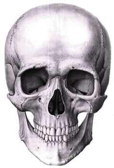 an image of a human skull showing the lower jaw and upper part of the face