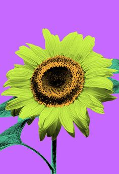 a yellow sunflower with green leaves on a purple background