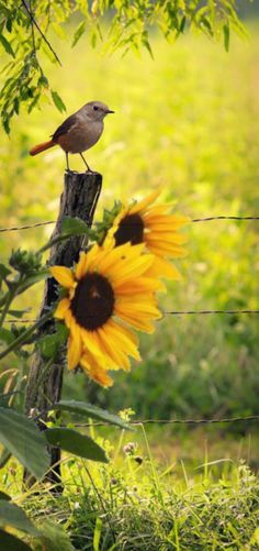 a bird sitting on top of a fence post next to a sunflower