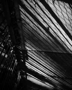 shadows cast on the wall and floor in front of a wooden fence with a bird sitting on it