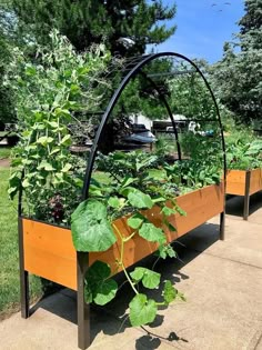 an outdoor garden with various plants growing in it