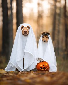 two dogs dressed up as ghostes with pumpkins