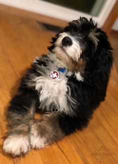 a black and white dog sitting on top of a wooden floor