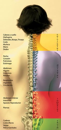 Medical School Studying, Medical School Essentials, Human Anatomy And Physiology, Medical Anatomy