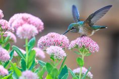 a hummingbird hovering over some pink flowers