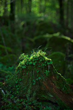 moss growing on a tree stump in the woods