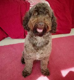 a brown dog sitting on top of a pink rug