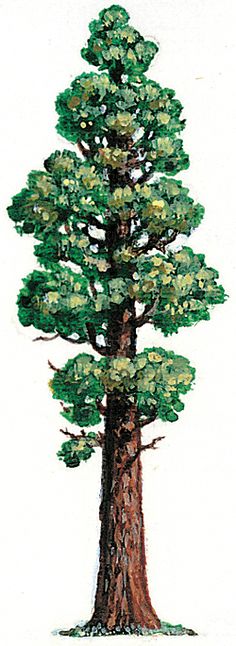 a drawing of a pine tree with green leaves on the top and bottom branches, in front of a white background