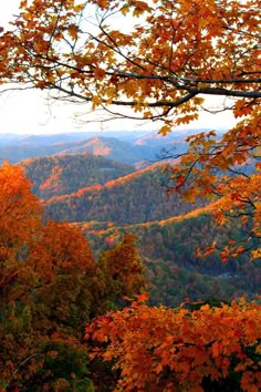 fall foliage in the mountains and trees with orange leaves