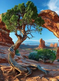 a tree that is growing out of the ground in front of some rocks and trees