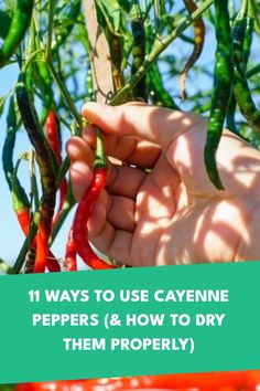 someone picking peppers from a tree with the words 11 ways to use cayenne peppers and how to dry them properly