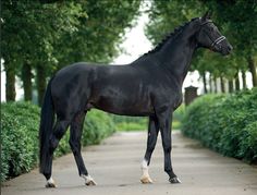 a black horse standing in the middle of a road next to bushes and trees on either side