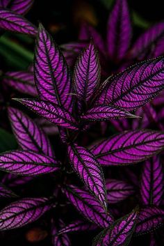 purple leaves with the words, no regets just lessons