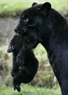 two black cats are playing with each other