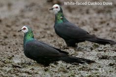 two green and black birds standing on the ground