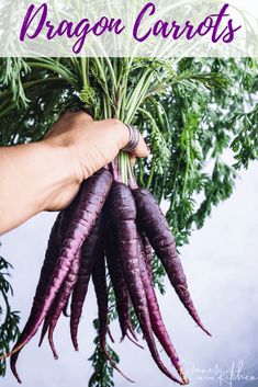 there is a hand holding some purple carrots