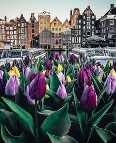 purple and yellow tulips are in the foreground with boats docked on the water