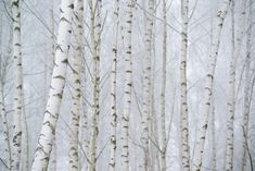 a group of trees with snow on them in the middle of a forest filled with white birch trees