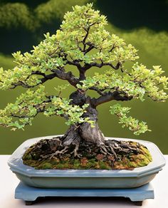 a bonsai tree in a blue pot on a table