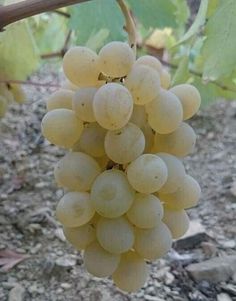 the grapes are ready to be picked from the vine in the garden or on the tree