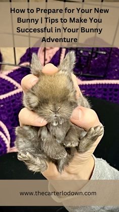 a person holding a small bunny in their hand with the words how to prepare for your new bunny tips to make you successful in your bunny adventure