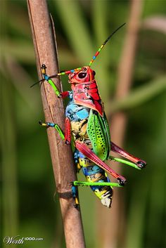 a colorful insect sitting on top of a tree branch