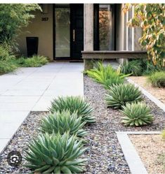 the front yard is filled with plants and gravel