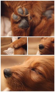 four different pictures of a dog's paw and nose