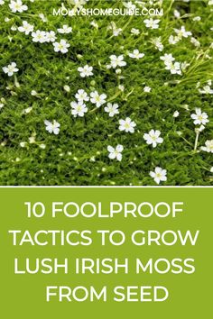 some white flowers and green grass with the words 10 foolproof tricks to grow lush irish moss from seed