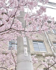 pink flowers are blooming on the branches of a tree in front of a building