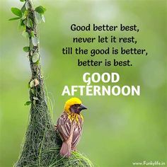 a bird sitting on top of a tree branch with the words good afternoon above it