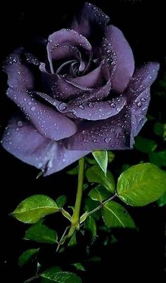 a purple rose with water droplets on it