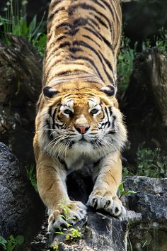 a tiger is walking on some rocks