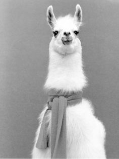 an alpaca with a scarf on it's back case for the iphone