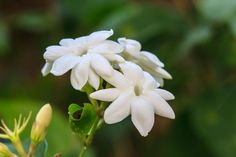 white flowers with green leaves in the background