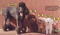 a group of poodles standing in front of a wall with chinese writing on it