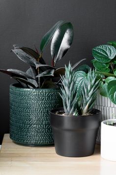 three potted plants sitting on top of a wooden table