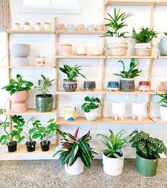 many houseplants are arranged on shelves in a room that is decorated with white and green plants