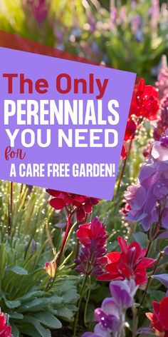 a close up image of a perennial garden, with red and purple colored plants. Text overlay reads the only perennials you need for a care free garden. Low Maintenance Perennials, Curb Appeal Landscape, Flower Bed Plants, Easy Perennials, Plant Maintenance, Garden Plots, Blue And Purple Flowers, Thriving Garden, Garden Help