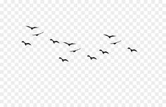 a flock of birds flying in the sky